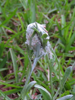 American Lady
caterpillar nest